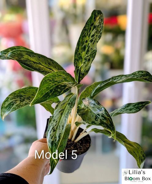 Aglaonema Mix (Diverse varietăți) 131 foto