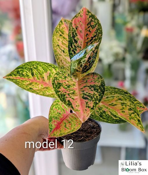 Aglaonema Mix (Diverse varietăți) 131 foto