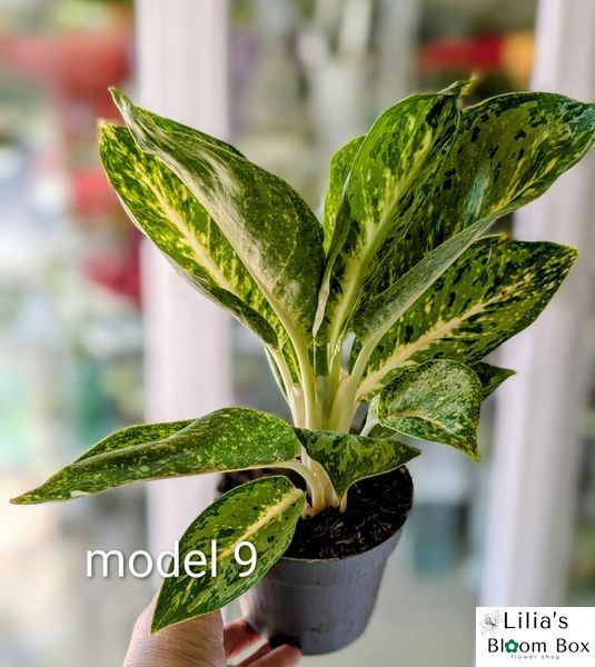 Aglaonema Mix (Diverse varietăți) 131 foto