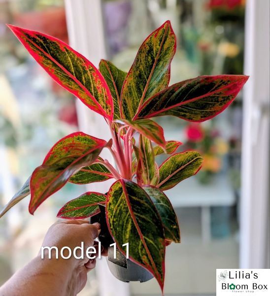 Aglaonema Mix (Diverse varietăți) 131 foto
