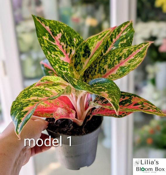 Aglaonema Mix (Diverse varietăți) 131 foto