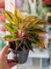 Aglaonema Mix (Diverse varietăți) 131 foto 9