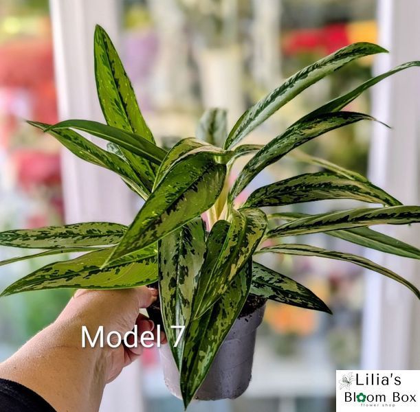 Aglaonema Mix (Diverse varietăți) 131 foto
