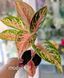 Aglaonema Mix (Diverse varietăți) 131 foto 14