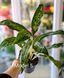 Aglaonema Mix (Diverse varietăți) 131 foto 6