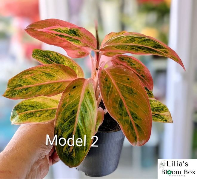Aglaonema Mix (Diverse varietăți) 131 foto