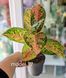 Aglaonema Mix (Diverse varietăți) 131 foto 13