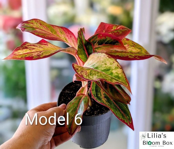 Aglaonema Mix (Diverse varietăți) 131 foto