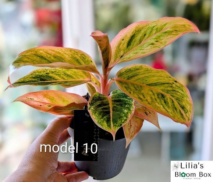 Aglaonema Mix (Diverse varietăți) 131 foto