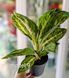 Aglaonema Mix (Diverse varietăți) 131 foto 10