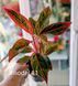 Aglaonema Mix (Diverse varietăți) 131 foto 12