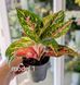 Aglaonema Mix (Diverse varietăți) 131 foto 2