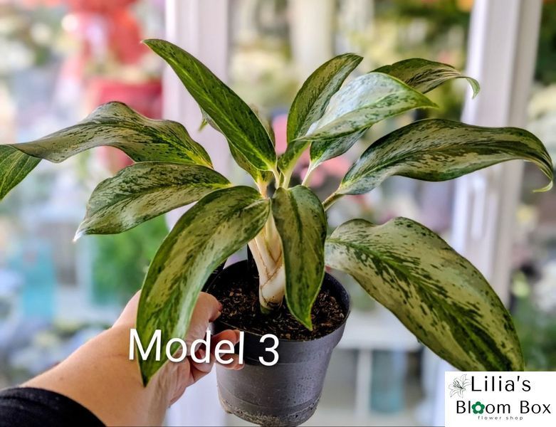 Aglaonema Mix (Diverse varietăți) 131 foto