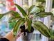 Aglaonema Mix (Diverse varietăți) 131 foto 4
