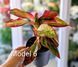 Aglaonema Mix (Diverse varietăți) 131 foto 7