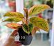 Aglaonema Mix (Diverse varietăți) 131 foto 11