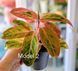 Aglaonema Mix (Diverse varietăți) 131 foto 3