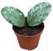 Hoya waymaniae 'Kapua' 114 foto 2
