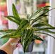 Aglaonema Mix (Diverse varietăți) 131 foto 8