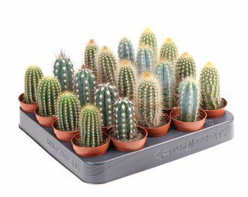 Cactus amestecat CA5009 201 foto