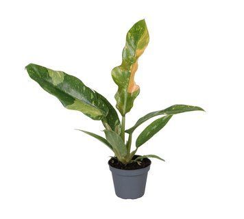 Филодендрон Ринг оф Файер (Philodendron 'Ring of Fire') 104 фото