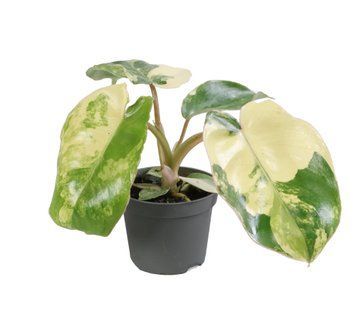 Филодендрон Бурле Маркс Вариегатный (Philodendron burle-marxii Variegata) 329 фото