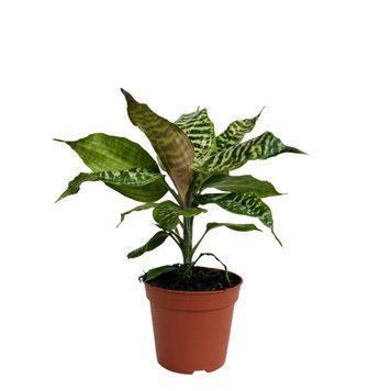 Dracaena Goldieana  094 foto
