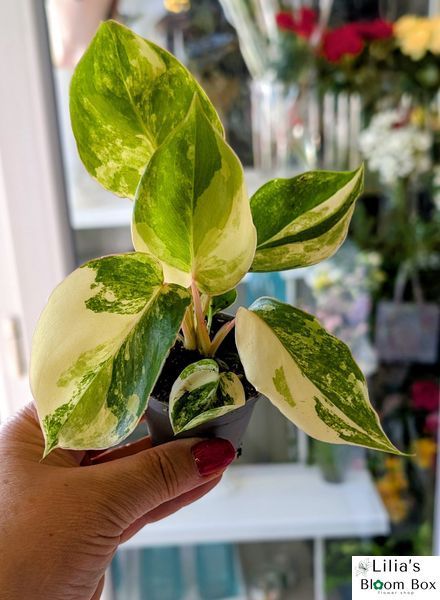 Филодендрон Бурле Маркс Вариегатный (Philodendron burle-marxii Variegata) 329 фото