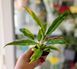 Филодендрон Ринг оф Файер (Philodendron 'Ring of Fire') 104 фото 2