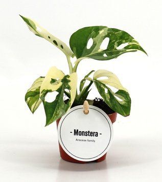 Monstera adansonii 'Albo' 335 foto