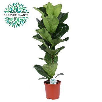 Ficus lyrata (Фикус лировидный) 256 фото