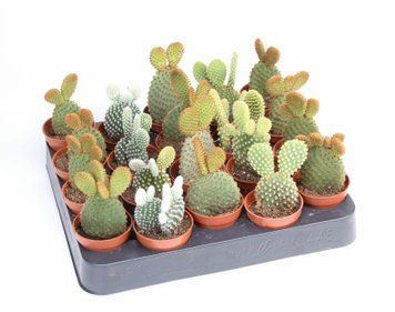 Amestec de Opuntia 202 foto