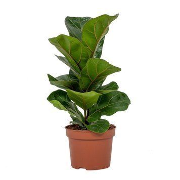 Ficus lyrata &bdquo;Bambino&rdquo; 027 foto