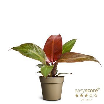 Филодендрон Черри Ред (Philodendron 'Cherry Red') 330 фото