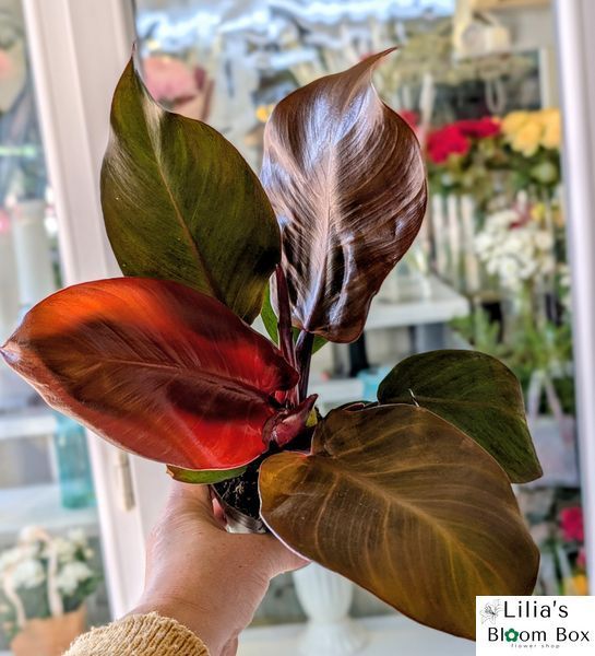 Филодендрон Черри Ред (Philodendron 'Cherry Red') 330 фото