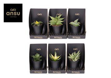 Sansevieria Xerophyte mix 205 foto