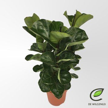 Ficus lyrata 'Bambino' 107 foto