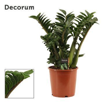 Zamioculcas zamiifolia Zenzi 238 foto