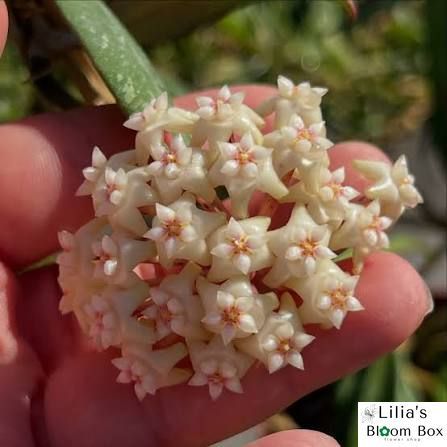 Hoya Sp Loei 311 foto