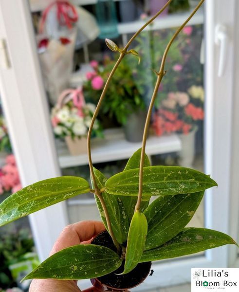 Hoya Sp Loei 311 foto