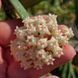 Hoya Sp Loei 311 foto 3