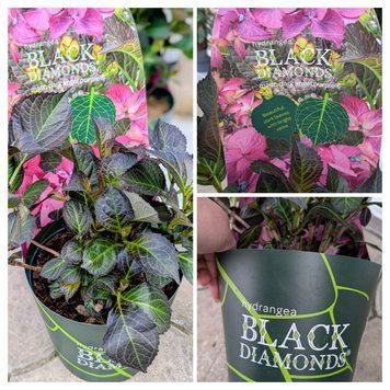 Гортензия Black Diamonds 'Dark Angel Purple'  300 фото