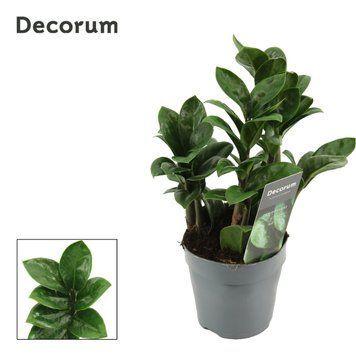 Zamioculcas 'Zenzi' 338 foto