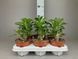 Pachypodium saundersii 126 foto 1