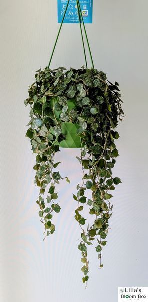 Hoya curtisii 303 foto