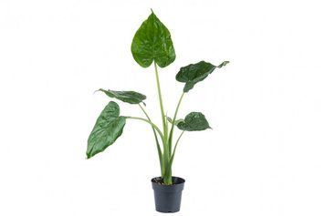 Alocasia cucullata 339 foto