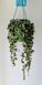 Hoya curtisii 303 foto 2