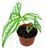 Alte plante cu frunze