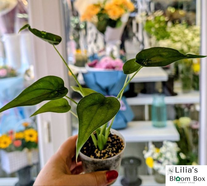 Alocasia cucullata 339 foto