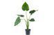 Alocasia cucullata 339 foto 1